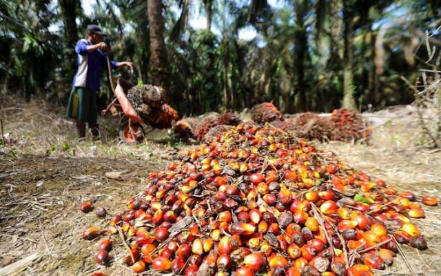 Goriau Ini Daftar Harga Tbs Kelapa Sawit Di Riau Periode November