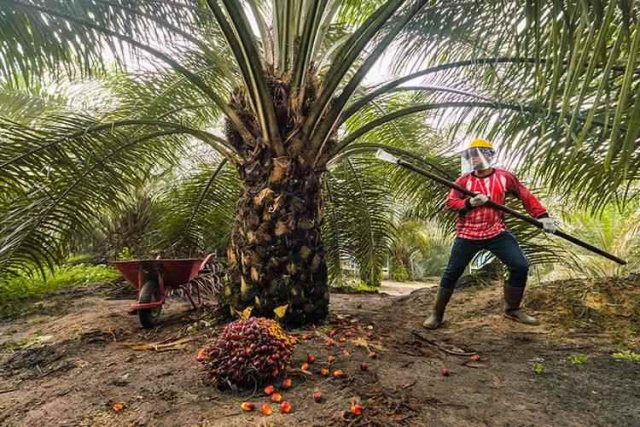 Goriau Langkah Maju Menuju Kelapa Sawit Berkelanjutan Siak Targetkan