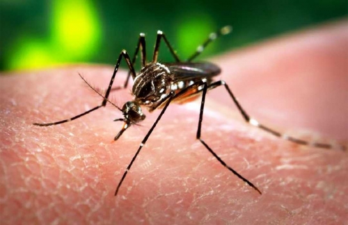 Ibu-ibu Hamil di Riau Perlu Waspadai Virus Zika, Ini Bahayanya..