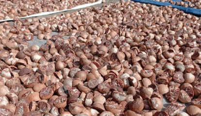 GoRiau Minggu Ini Harga Pinang Kering di Riau Rp9.717 per Kg