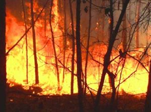 GoRiau Data Tersangka Pembakar Lahan di Polda Riau Rancu