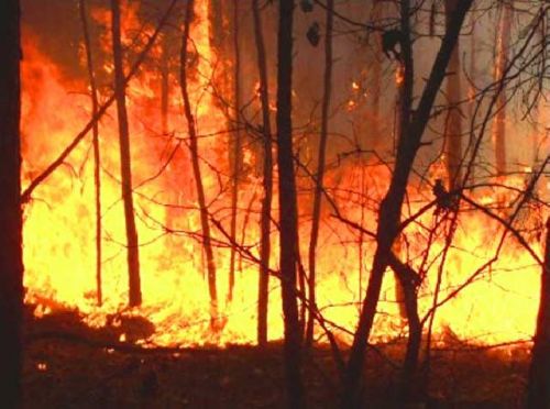 Data Tersangka Pembakar Lahan di Polda Riau Rancu