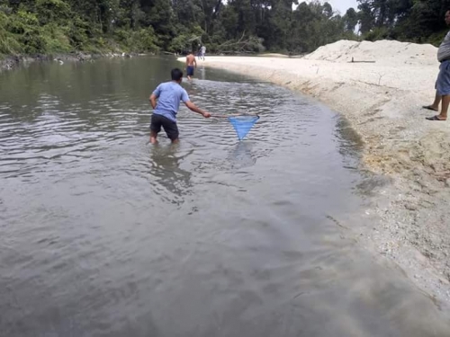 Sungai Bawang di Kuansing Dibanjiri Limbah, Banyak Ikan yang Mati