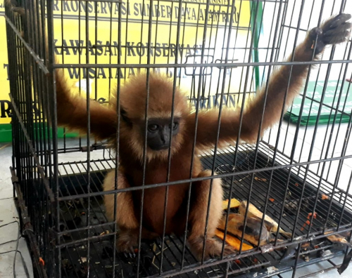 BBKSDA Riau Terima Titipan 9 Ekor Primata yang Diamankan dari Oknum Tak Bertanggung Jawab