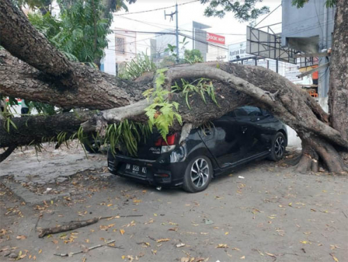 Diduga Karena Getaran Pengerjaan Proyek HK di Jalan Ahmad Yani Pekanbaru, Satu Pohon Tumbang dan Timpa 3 Unit Mobil Warga