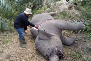 GoRiau Lagi, Gajah Mati di Lahan Konsesi di Riau
