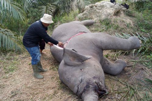 Lagi, Gajah Mati di Lahan Konsesi di Riau