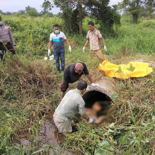 Baru Saja! Mayat dalam Kondisi Terikat Ditemukan dalam Gorong-gorong Air Jalan Tuanku Tambusai Ujung Pekanbaru