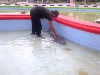 Seekor Lumba-lumba Terdampar di Sungai Rokan, Kondisinya Kritis