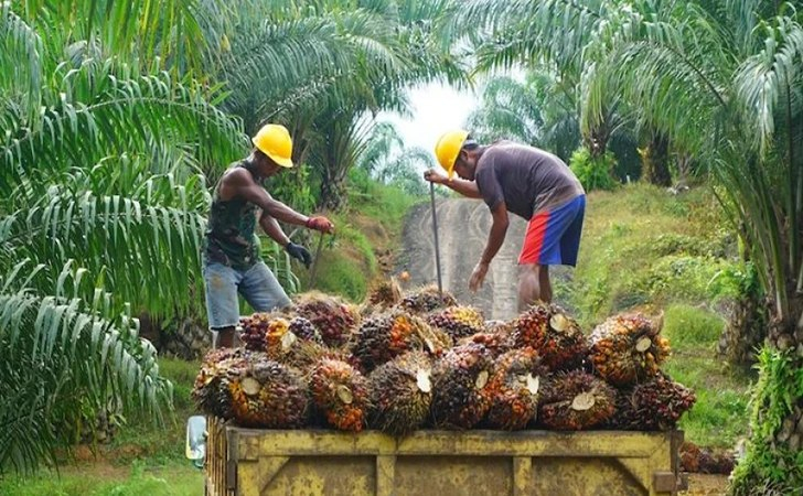 Harga CPO Meroket Bawa Angin Segar Buat Petani Sawit Swadaya Riau