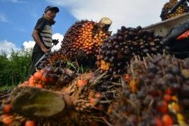 Tembus Angka Tertinggi, Harga Sawit Mitra Plasma Riau Naik Jadi Rp3.831 per Kilogram