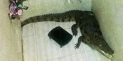 GoRiau Wuih, Lelaki Ini Temukan Buaya Besar dalam Kamar Mandinya
