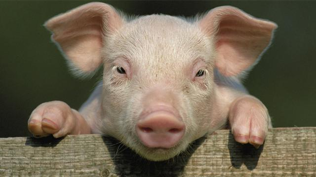 Tak Ada Babi di Jazirah Arab, Sejak Kapan Umat Islam Dilarang Memakannya?