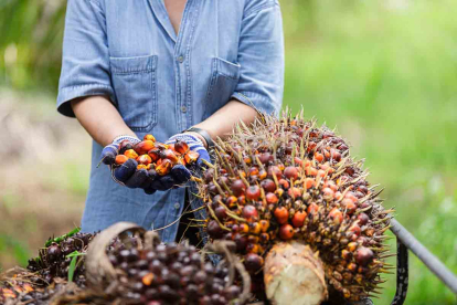 GoRiau Harga Kelapa Sawit Riau Merangkak Naik