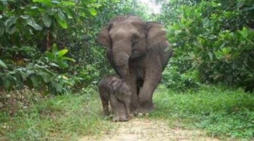 15 Gajah Tesso Nilo Mati Diracun, Bayi Gajah Ria Harapan Baru