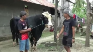 GoRiau Kliwon, Sapi 1,1 Ton Setinggi 1,7 Meter yang Dibeli Jokowi Rp60 Juta untuk Kurban, Ini Penampakannya