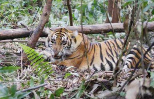BBKSDA Perkirakan Harimau Sumatera Masih Ada di Pemukiman Warga Pulau Burung Inhil