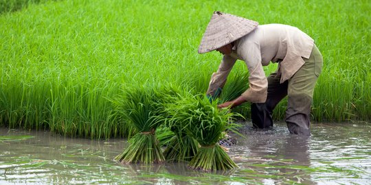 NTP Riau Naik 2,53 Persen, BPS Sebut Petani Sejahtera