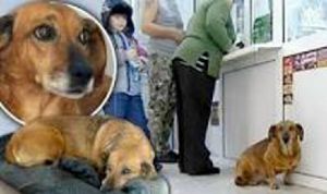 GoRiau Mengharukan, Majikannya Sudah 2 Tahun Meninggal, Anjing Ini Tetap Setia Menunggunya di Rumah Sakit