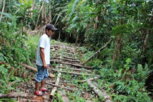 Aksi Perambahan Hutan di Siak Marak, Kadishut Klaim Hanya Beri Izin Pengambilan Kayu pada Lahan Milik Warga