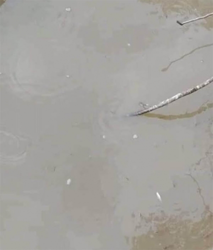 Diduga Tercemar Limbah Pabrik, Sungai Siampo di Cerenti Kuansing Berwarna Hitam dan Banyak Ikan Mati