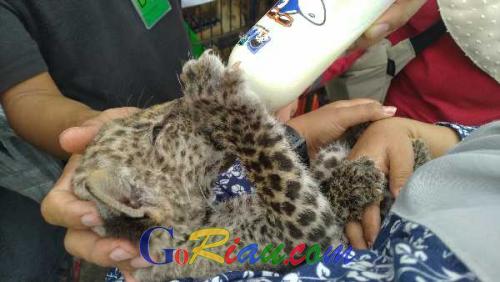 Leopard yang Diamankan dari Sindikat Perdagangan Satwa Internasional Mati di Kebun Binatang Kasang Kulim