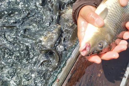 GoRiau Total Ikan yang Mati di Waduk PLTA Koto Panjang Kampar Jadi 150 Ton, Kerugian Diperkirakan Rp4,2 M