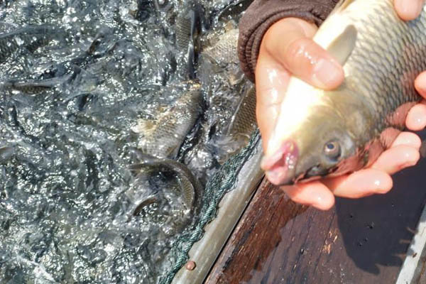 Total Ikan yang Mati di Waduk PLTA Koto Panjang Kampar Jadi 150 Ton, Kerugian Diperkirakan Rp4,2 M