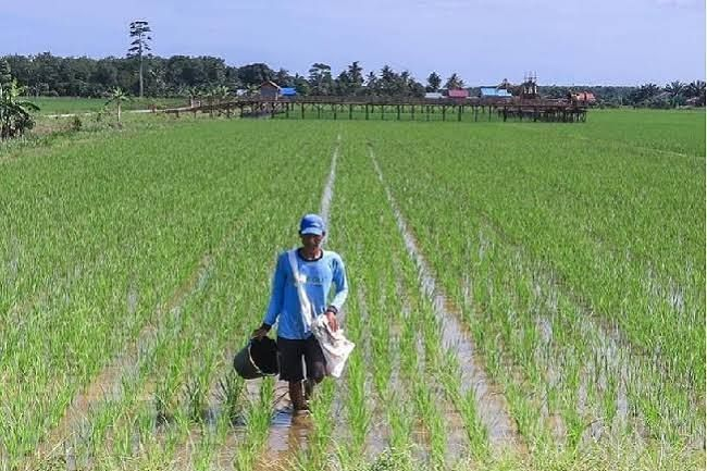 Sinyal Positif Ketahanan Pangan, Produksi Padi Riau 2025 Meningkat