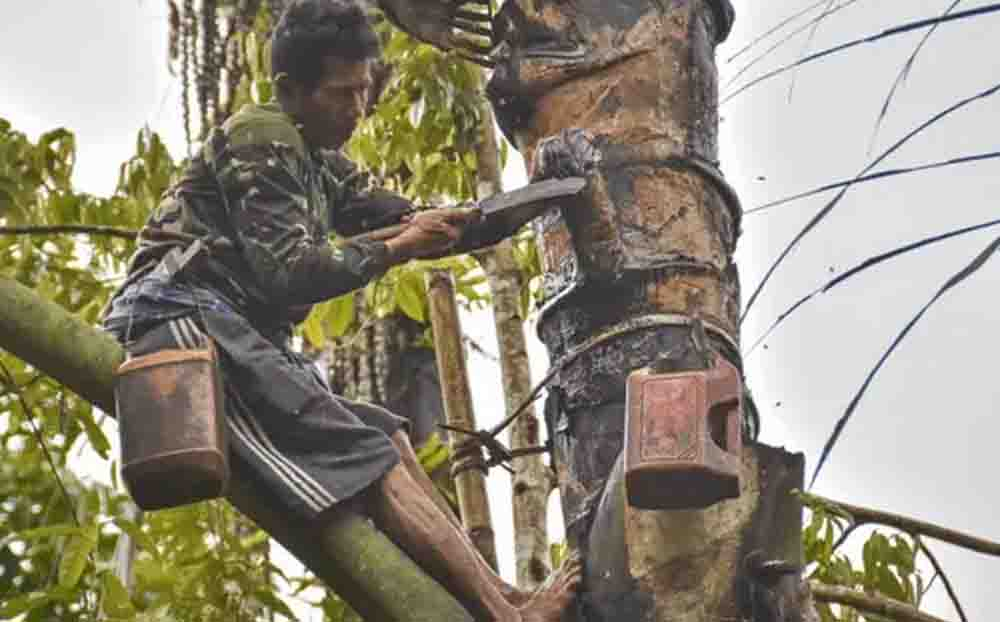Jangan Asal Teguk! Air Nira Langsung dari Pohon Bisa Jadi Pintu Masuk Virus Maut Nipah
