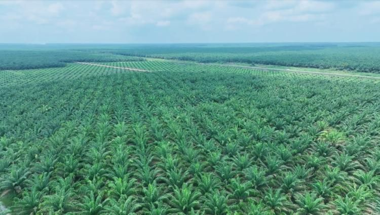 DPRD Riau Pastikan Pajak Air Permukaan untuk Kelapa Sawit di Riau Hanya untuk Korporasi Bukan Petani