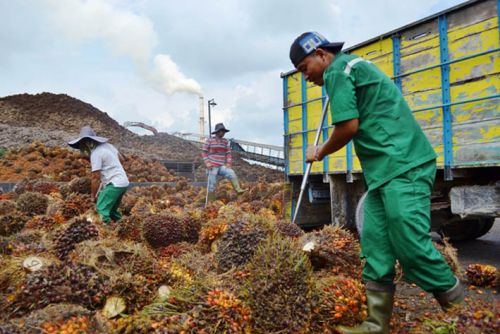 Waduh, Petani Sawit akan Hancur, TBS Dikena PPN 10 Persen