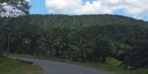 GoRiau Warga Tuding PT Bukit Betabuh Rampas Lahan 474 Ha di Inhu
