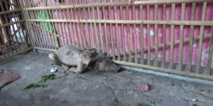 GoRiau Kepergok Masuk Rumah, Babi Ngepet Ditangkap Warga, Ini Penampakannya