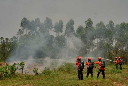 Luas Lahan Terbakar di Riau Capai 4.139 Hektare