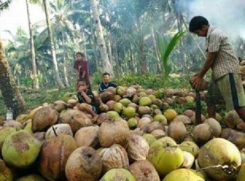 GoRiau Harga Kelapa Makin Hancur Petani di Inhil Menjerit