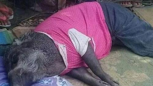 Aneh, Babi Hutan Ini Tidur Harus Pakai Bantal dan Menangis Saat Diusir, Begini Penampakannya