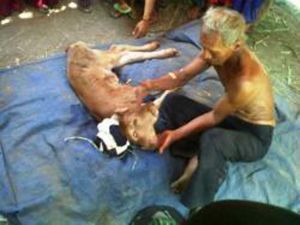 GoRiau Anak Sapi Ini Lahir Berkepala Dua dan Diberi Nama Prabowo-Jokowi