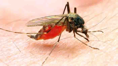 GoRiau Malaria Merebak, Dinas Kesehatan Riau Serukan Gotong Royong Bersihkan Lingkungan