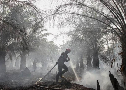 Akibatkan 177,9 Hektare Lahan Terbakar di 7 Kabupaten di Riau, 13 Orang Jalani Proses Hukum