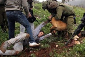 GoRiau 2 Pemuda Palestina Digigit dan Diseret Anjing Polisi Israel 300 Meter