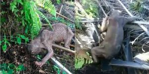 GoRiau Makhluk Misterius di Perkebunan Sawit Terungkap