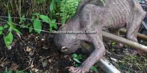 Geger, Makhluk Misterius Menyeramkan Muncul di Perkebunan Sawit, Ini Fotonya