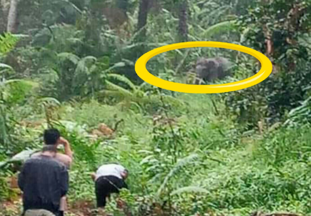 Gajah Liar Kembali Masuk Kampung di Pelalawan Riau, Begini Kata BKSDA Riau