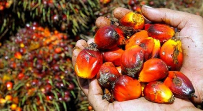 Harga TBS Sawit Swadaya Riau Naik, Tembus Rp3.668 per Kilogram
