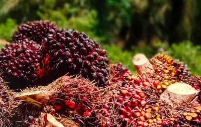 Harga TBS Kelapa Sawit Mitra Plasma di Riau Pekan Ini Naik Jadi Rp3.743 per Kilogram