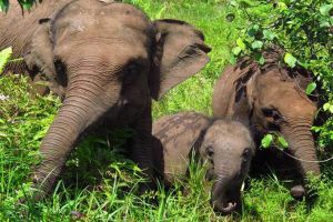 GoRiau Lagi, 2 Gajah Sumatera di Riau Mati Diracun Perambah Hutan