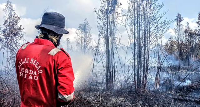 100 Hektar Lahan Gambut Cagar Biosfer Giam Siak Kecil Terbakar, BBKSDA Butuh Bantuan Helikopter