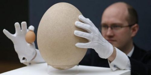 Ini Dia Telur Terbesar Sejagat, Dijual Seharga Rp438 Juta