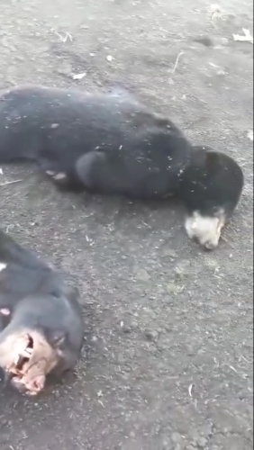 Penangkapan 4 Warga yang Bunuh dan Makan Beruang Madu Berawal dari Sebuah Video